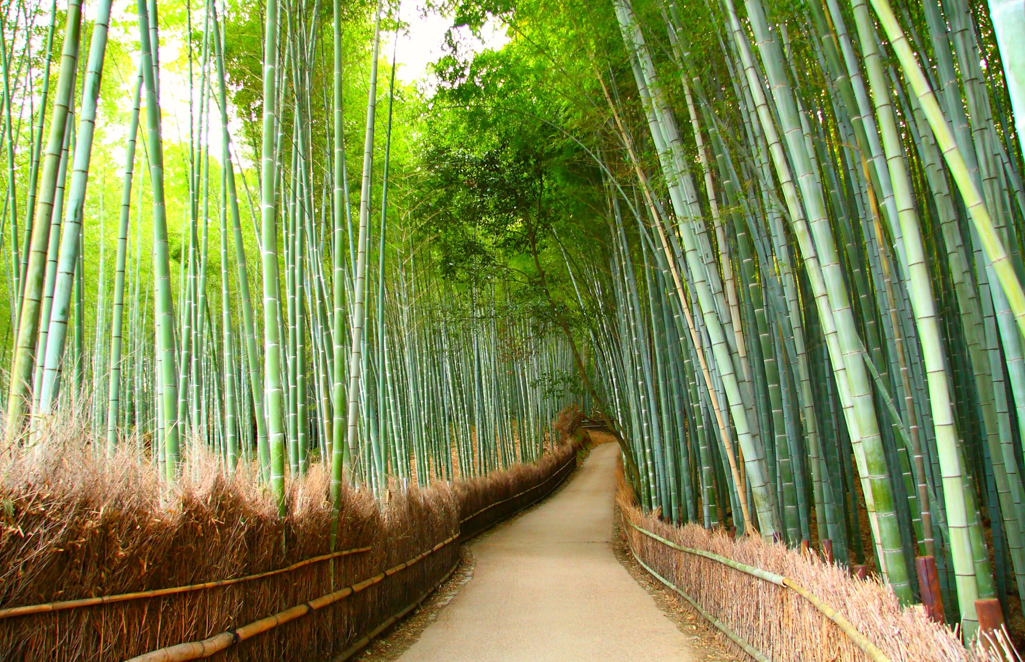 เที่ยวสวนป่าไผ่อาราชิยาม่า ด้วยตัวเอง เมื่อไหร่ดี When OR Where